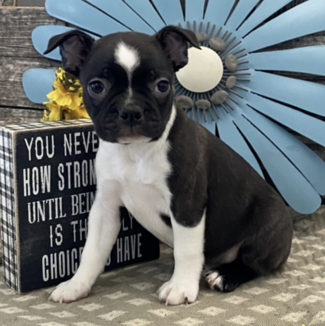 comprar cachorros sanos, baratos y asequibles para la venta